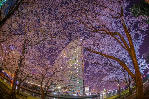 Yokohama Minato Mirai Voir Des Fleurs Cerisier Nuit — Photo