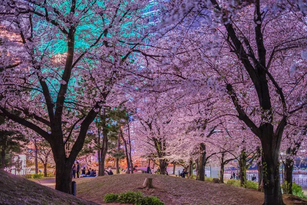 Full Bloom Cherry Blossoms Minato Mirai Night View — Stock Photo, Image