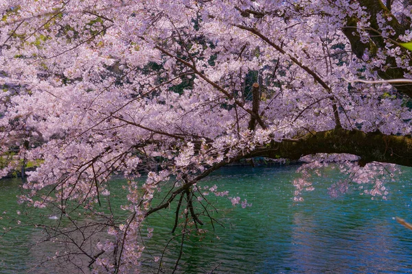 Вишні Дерева Повному Цвіті Парку Інокашіра — стокове фото