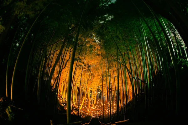 Малый Диаметр Освещения Бамбуковой Рощи Небольшой Письменный Стол Замковый Лес — стоковое фото