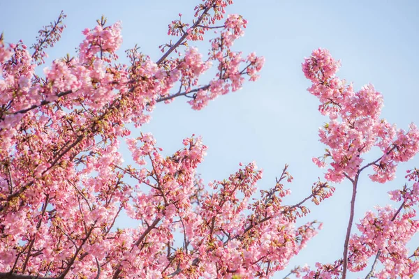 Sakura Kawazu Miurakaigan — Stock Photo, Image