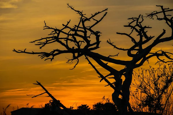 Dusk Tree Silhouette — Stockfoto