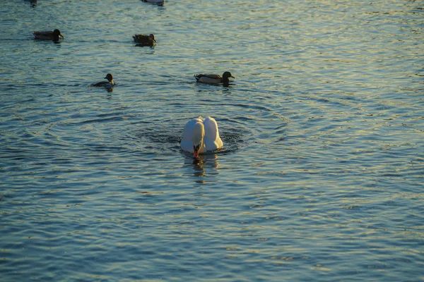 Estocolmo Lago Lira Condado Swan — Fotografia de Stock