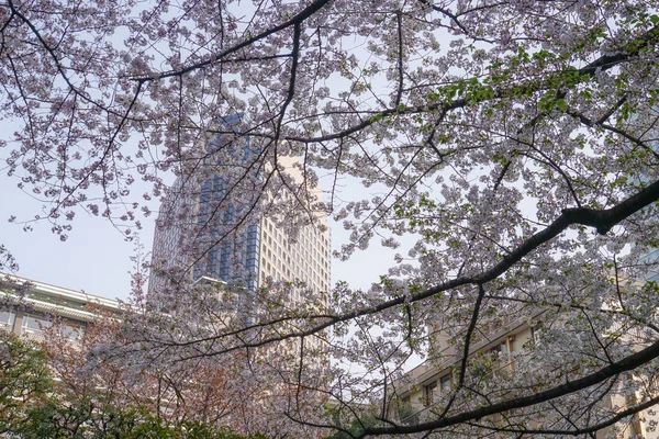 Roppongi 1-chome of cherry tree-lined