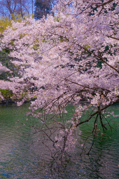 Cherry Tree Full Bloom Inokashira Park — Stock Photo, Image