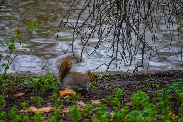 James Park Cute Squirrel — Stock Photo, Image