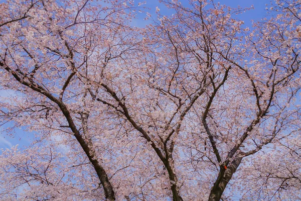 Cerezo Plena Floración Ikegami Honmonji — Foto de Stock