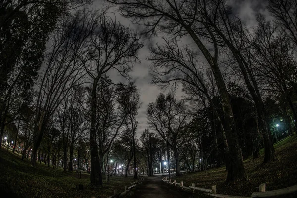 Лісу Парку Інокашіра — стокове фото