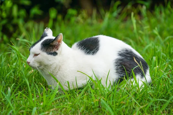 Fekete Fehér Macska Áll Legelőn — Stock Fotó