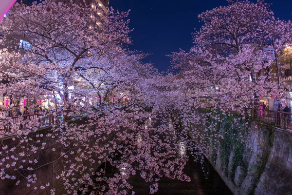 Fleurs Cerisier Rivière Meguro — Photo