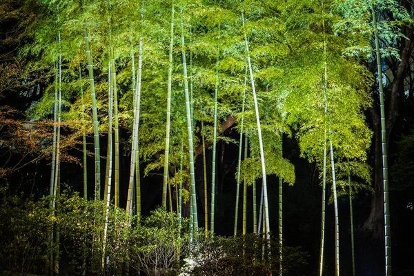 Bosque Bambú Iluminado Rikugien — Foto de Stock