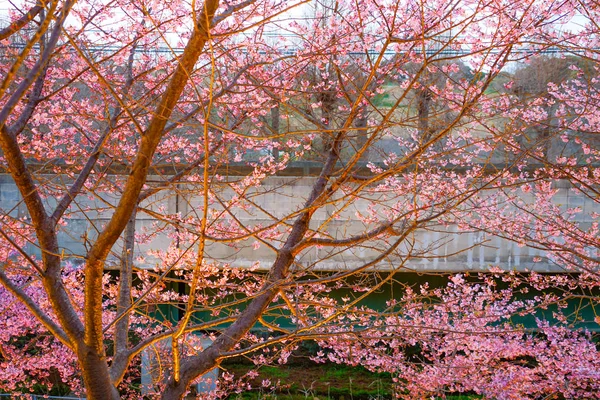 Sakura Kawazu Του Miurakaigan — Φωτογραφία Αρχείου
