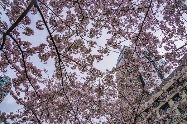 Cielo Roppongi Pieno Fiore Ciliegio Nuvoloso — Foto Stock