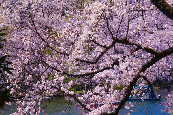 Kirschbaum Voller Blüte Iokashira Park — Stockfoto