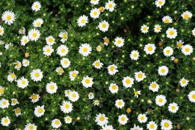 Papatya Papatya Papatyası Margaret