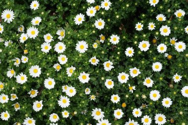 Papatya Papatya Papatyası Margaret