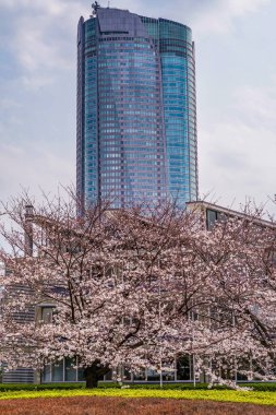 Gökyüzü ve Roppongi 'nin çiçekli kiraz bulutlu