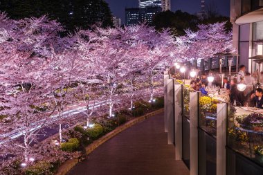 Tokyo şehir merkezi Sakura (tam çiçek)