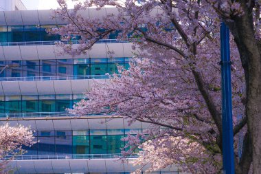 Sakura ve Yokohama gökyüzü tamamen çiçek açmış.