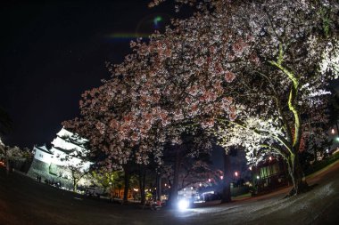 Odawara Kalesi ve kiraz çiçekleri