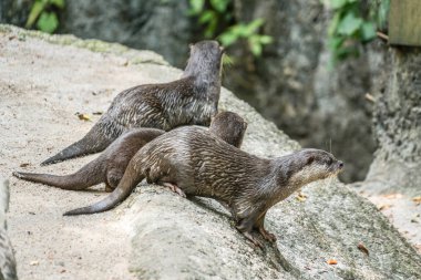 Cute oriental small-clawed otter image of clipart