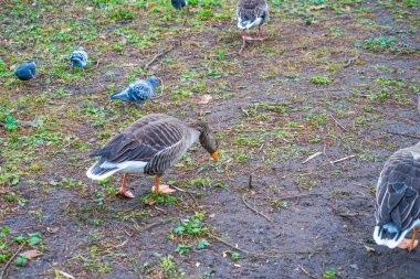 St. James Park 'ın şirin ördeği.