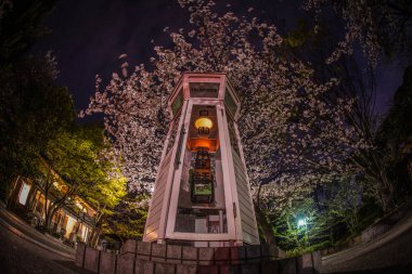Kiraz çiçekleri ve Yokohama Motomachi telefon kulübesi.