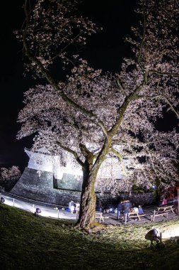 Odawara Kalesi ve kiraz çiçekleri