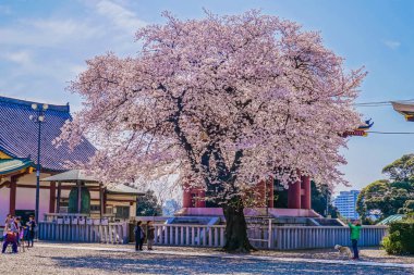 Ikegami Honmonji 'nin çiçek açmış kiraz ağacı.