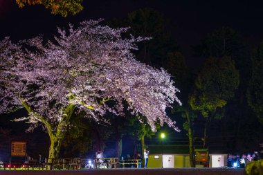 Odawara Kalesi ve kiraz çiçekleri