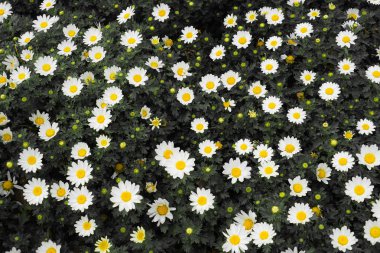 Papatya Papatya Papatyası Margaret