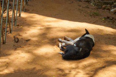 Sri Lanka Sigirya Kilidin yolu