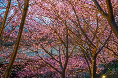 Miurakaigan 'dan Sakura Kawazu.