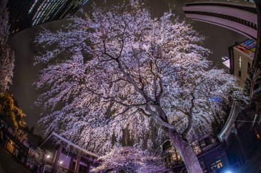 Shinjuku gökdelenleri ve kiraz yazıları