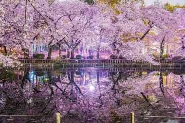 Inokashira Parkının kiraz çiçekleri