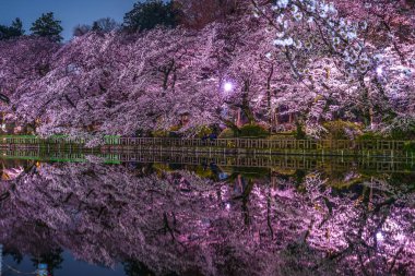 Inokashira Parkının kiraz çiçekleri (Inokashira Park))