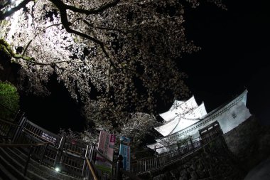 Odawara Kalesi ve kiraz çiçekleri