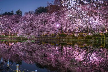 Inokashira Parkının kiraz çiçekleri (Inokashira Park))