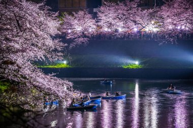Chidorigafuchi gece kiraz çiçeklerini görmeye gidiyor.