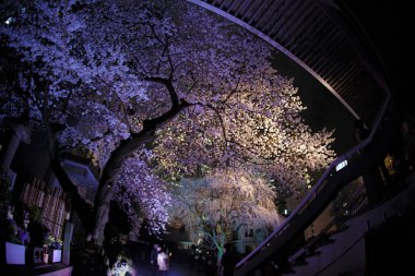 Shinjuku gökdelenleri ve kiraz yazıları