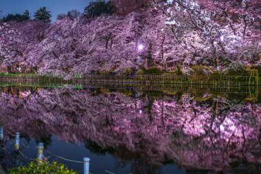 Inokashira Parkının kiraz çiçekleri (Inokashira Park))