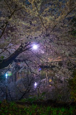 Inokashira Parkının kiraz çiçekleri (Inokashira Park))