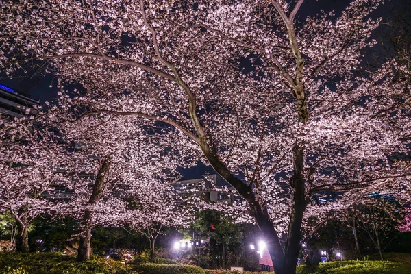 Mohri Jardín Ver Flores Cerezo Por Noche Roppongi —  Fotos de Stock