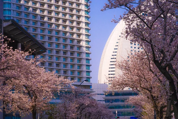 Sakura Och Yokohamas Silhuett Full Blom — Stockfoto