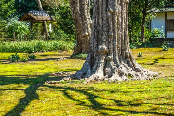 Rikugien Trees Image Japanese Garden — 图库照片