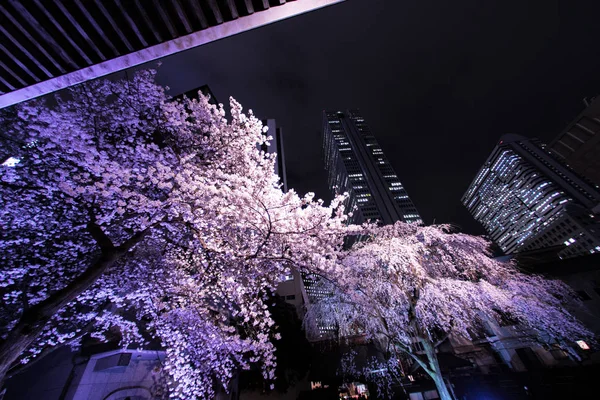 Ουρανοξύστες Του Shinjuku Και Κεράσι Εγγραφής — Φωτογραφία Αρχείου