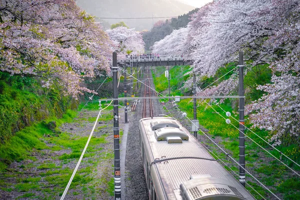 Spring Yamakita Stasyonu Kanagawa Ashigarakami Bölgesi — Stok fotoğraf