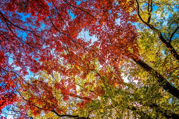 Folhas Outono Parque Inokashira Parque Inokashira — Fotografia de Stock