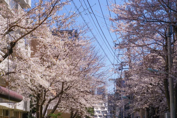 東京都駒込駅近くの桜 — ストック写真