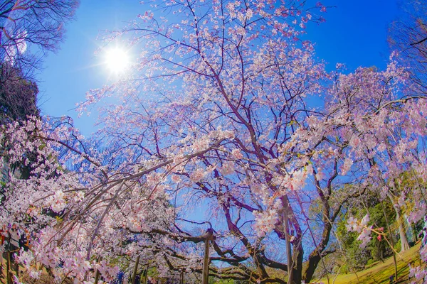 벚나무와 — 스톡 사진